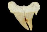 Pathological Otodus Shark Tooth - Split Blade #116708-1